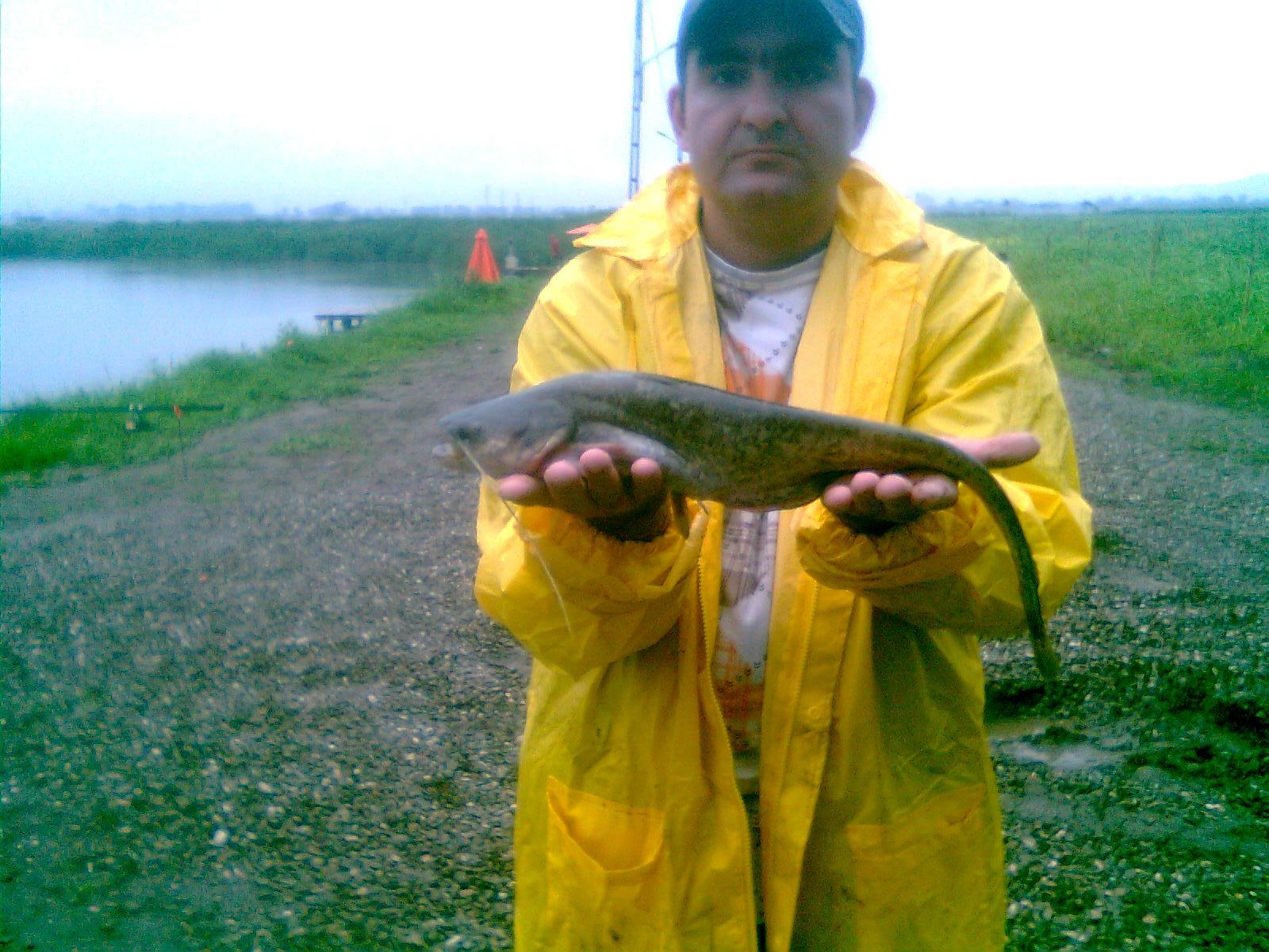 Pleasa 2012 - somotei 700 grame